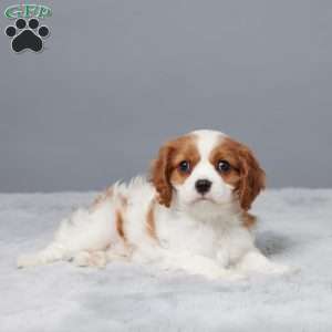 Nikki, Cavalier King Charles Spaniel Puppy